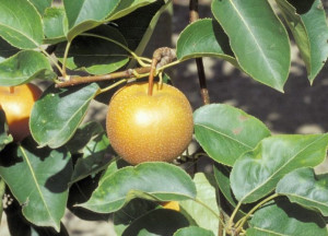 Grusza Pyrus communis 'Chojuro' KARŁOWA