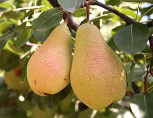 Grusza Pyrus communis 'Concorda' KARŁOWA