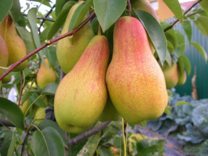 Grusza Pyrus communis 'Klapsa Faworytka' KARŁOWA