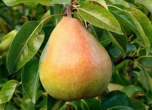 Grusza Pyrus communis 'Konferencja' KARŁOWA