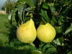 Grusza Pyrus communis 'Lipcówka' KARŁOWA