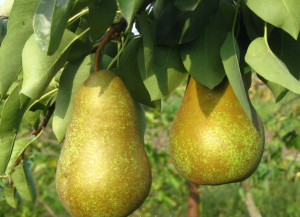 Grusza Pyrus communis 'Lukasówka' KARŁOWA
