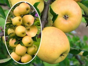 Jabłoń , Malus ' kolumnowa ANANAS