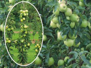 Jabłoń , Malus ' kolumnowa ANTONÓWKA