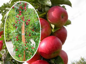 Jabłoń , Malus ' kolumnowa DELIKATES
