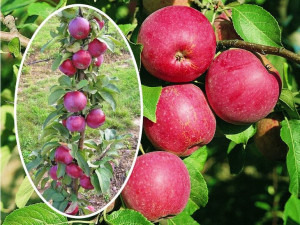 Jabłoń , Malus ' kolumnowa FANTAZJA