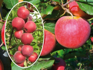 Jabłoń , Malus ' kolumnowa FREEDOM