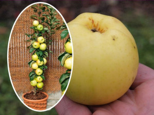Jabłoń , Malus ' kolumnowa GRAFSZTYNEK