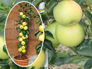 Jabłoń , Malus ' kolumnowa MIODZIANKA