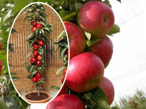 Jabłoń , Malus ' kolumnowa RAJKA