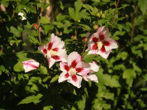 Hibiskus HAMBO