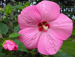 Hibiskus PINK GIANT