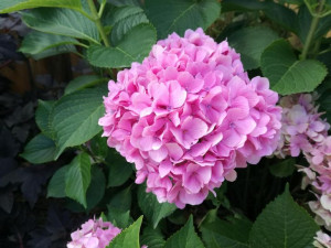 Hortensja 'Hydrangea macrophylla' LEUCHTFEUER