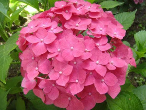 Hortensja 'Hydrangea macrophylla' LEUCHTFEUER