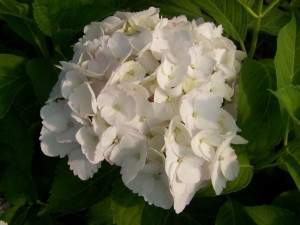 Hortensja 'Hydrangea macrophylla' MADAME EMILE