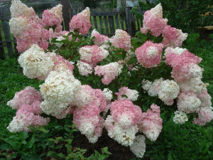 Hortensja 'Hydrangea paniculata ' PHANTOM