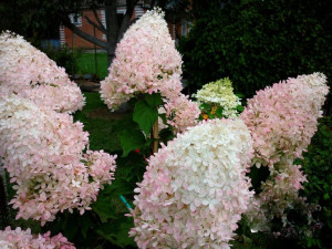 Hortensja 'Hydrangea paniculata' PHANTOM
