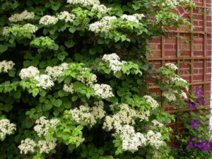 Hortensja 'Hydrangea petiolaris' PNĄCA
