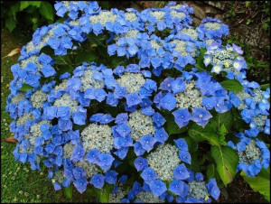 Hortensja 'Hydrangea serrata' BLUEBIRD