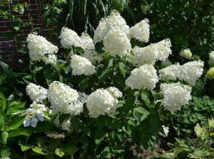 Hortensja Bukietowa 'Hydrangea' BIAŁA stożek