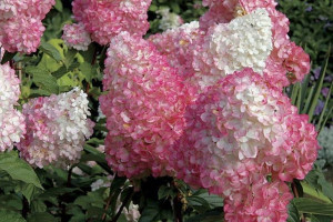 Hortensja Bukietowa 'Hydrangea' RÓŻOWA stożek