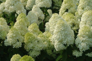Hortensja Bukietowa BIAŁA STOŻEK -- NR 664a
