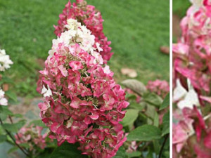 Hortensja bukietowa MEGA MINDY C2