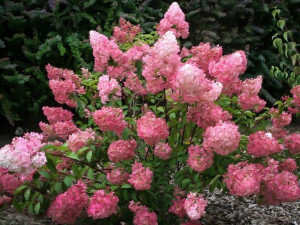 Hortensja bukietowa SUDACIE FRAIS C2