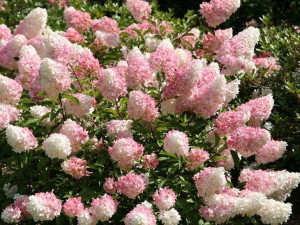 Hortensja bukietowa VANILIA FRAISE C2