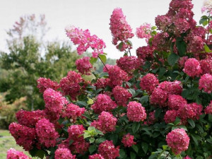 Hortensja bukietowa WIMS RED C2
