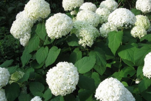 Hortensja Drzewiasta BIAŁA ANABELE -- NR 666a