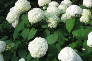 Hortensja Hydrangea arborescens DRZEWIASTA ANABELE
