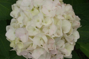 Hortensja Ogrodowa 'Hydrangea' BIAŁA KULE
