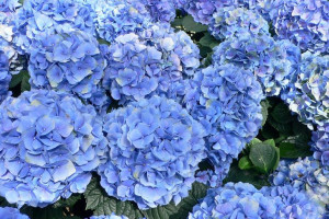 Hortensja Ogrodowa 'Hydrangea' NIEBIESKA KULE