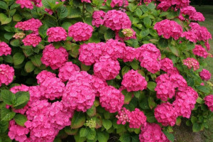 Hortensja Ogrodowa 'Hydrangea' RÓŻOWA KULE