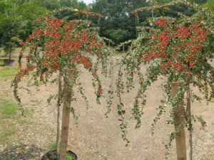 Irga Cotoneaster "Szczepiona na Pniu"