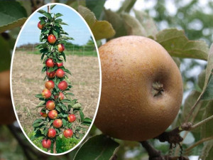 Jabłoń , Malus ' kolumnowa SZARA RENETA