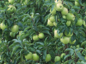Jabłoń ,Malus domestica ' ANTONÓWKA Stara odmiana