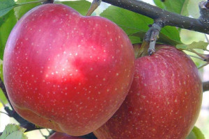 Jabłoń ,Malus domestica ' karłowa ALWA