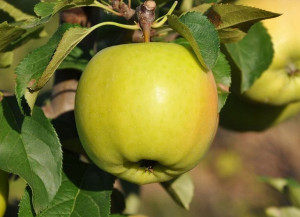 Jabłoń ,Malus domestica ' karłowa ANANAS BIERŻYCKI