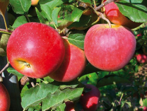 Jabłoń ,Malus domestica ' karłowa BOOSKOP