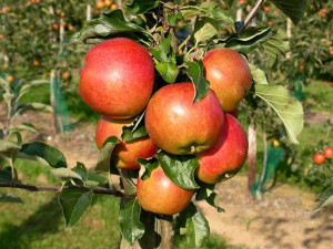 Jabłoń ,Malus domestica ' karłowa CESARZ WILCHELM