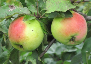 Jabłoń ,Malus domestica ' karłowa CLOSE