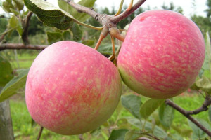 Jabłoń ,Malus domestica ' karłowa CORTLAND