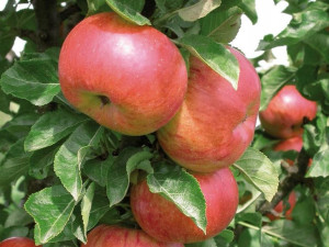 Jabłoń ,Malus domestica ' karłowa ELSTAR