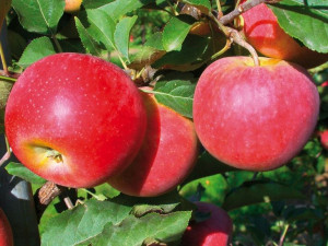 Jabłoń ,Malus domestica ' karłowa FREEDOM