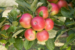 Jabłoń ,Malus domestica ' karłowa GALA