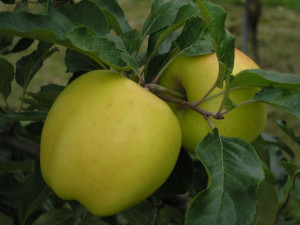 Jabłoń ,Malus domestica ' karłowa GOLDEN DELICIOUS