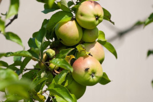 Jabłoń ,Malus domestica ' karłowa GRAFSZTYNEK