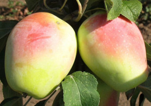 Jabłoń ,Malus domestica ' karłowa IDARED